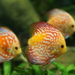 Discus Fish 