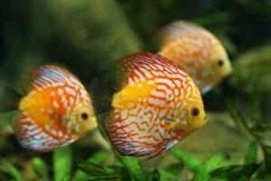 Discus Fish 