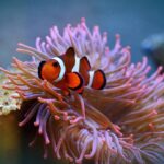 Clownfish Diseases