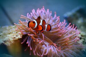 Clownfish Diseases