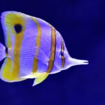 Butterfly Fish