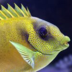 5 Common Diseases in Aquarium Fish 