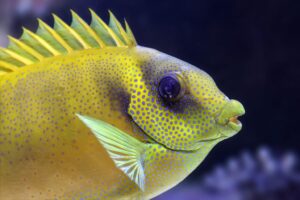 5 Common Diseases in Aquarium Fish 