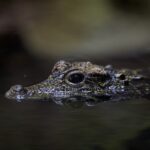 crocodile fish