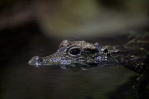 crocodile fish