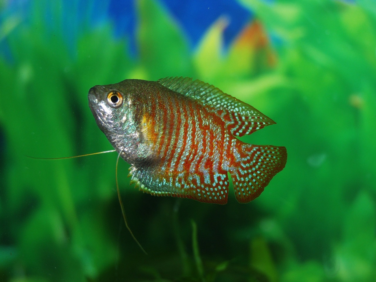 gourmai fish