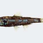 Lanternfish