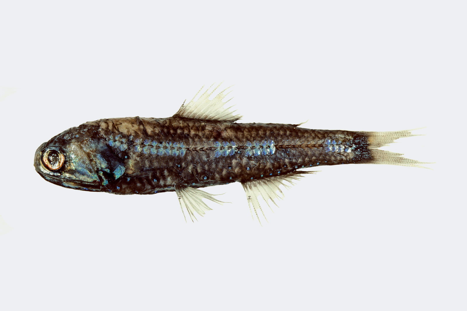 Lanternfish