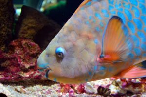 Parrot Fish