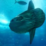 sunfish