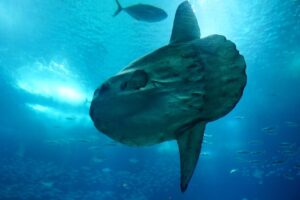 sunfish